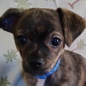 Meet your Posher, Cyndi